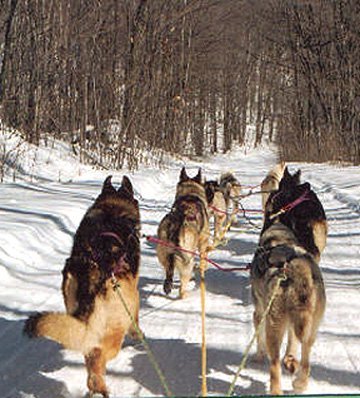 german shepherd sled dogs